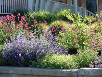 Use Native Plants To Reduce Water Requirements!
